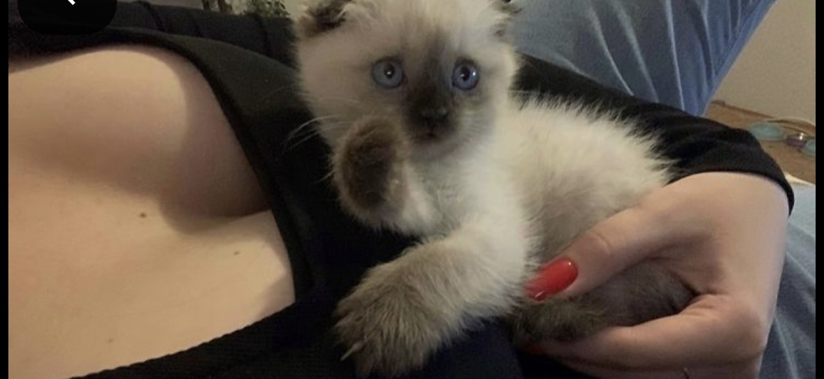 Teresa Colaiacovo Psicologa e Sessuologa Clinica